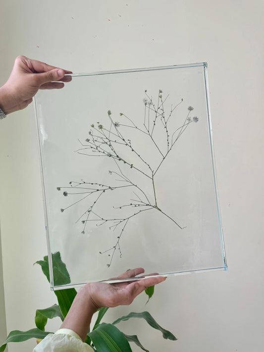 Preserved Leaf In Project