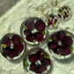 Flower Preserved Coaster
