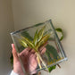 Resin Square Block